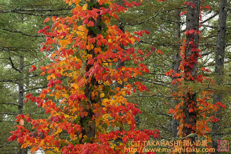 ../Images/7R251013 (31).jpg